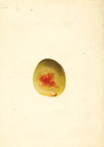 Pêche ( Prunus persica : Elberta) (aquarelle) - James Marion Shull