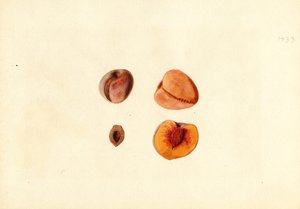 Pêches ( Prunus persica : Hutchkins) (aquarelle) - James Marion Shull