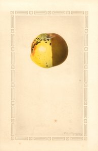 Pomme rousse (Malus domestica) (aquarelle) - James Marion Shull