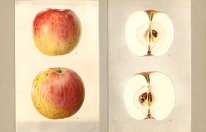 Pommes de juin Wilson (Malus domestica) (aquarelle) - James Marion Shull