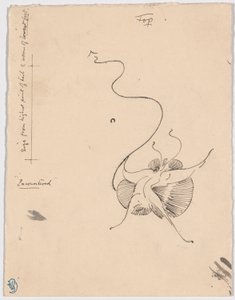 Papillon "Rencontré" (recto) ; Esquisse pour le cordier (verso)