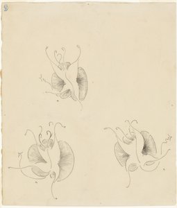 Trois papillons