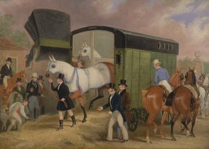 Les animaux de compagnie du Derby : L