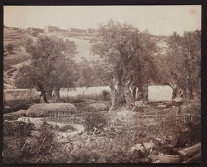 Gethsémani [Jérusalem. Mont des Oliviers] - James Robertson