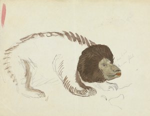 Un ours - James Sowerby