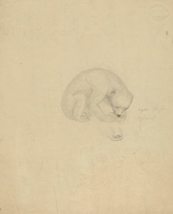 Un Ours - James Sowerby