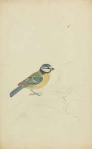 Une Mésange Bleue