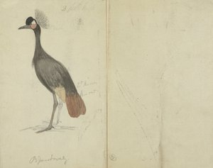Une grue - James Sowerby