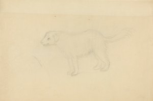 Un chien - James Sowerby