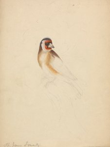 Un chardonneret élégant - James Sowerby