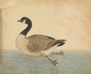 Une oie - James Sowerby