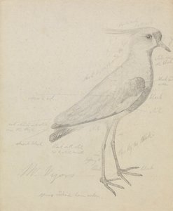 Un vanneau - James Sowerby