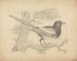 Une pie dans un arbre - James Sowerby