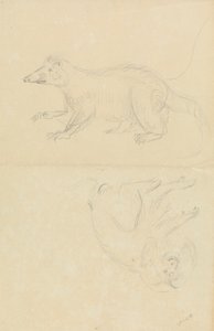 Un mammifère (coatimundi ?) et un primate (ouistiti ?) - James Sowerby