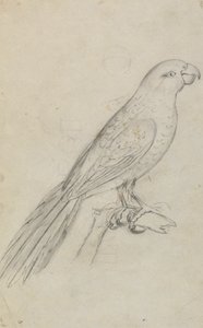 Un perroquet - James Sowerby