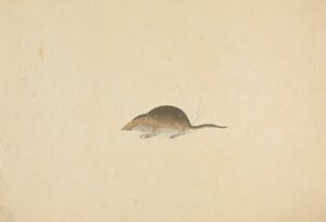Une musaraigne - James Sowerby