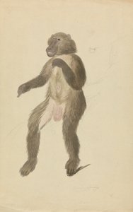 Un mandrill - James Sowerby