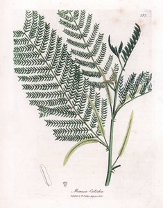 Acacia à cachou - Catechu, Acacia catechu - James Sowerby