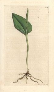 Langue de serpent, Ophioglossum vulgatum