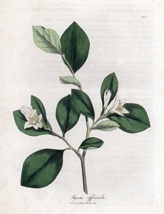 Styrax officinal, Styrax officinalis - James Sowerby