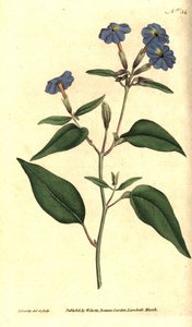 Browallie américaine, illustration botanique de James Sowerby du Botanical Magazine de William Curtis - James Sowerby