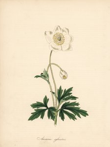 Anémone des perce-neige - James Sowerby
