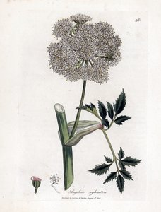 Angélique des bois - Angelica sylvestris. Gravure à la main d