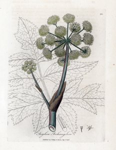 Angélique vraie ou officinale - Angelica archangelica. Gravure à la main d