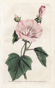 Lavater annuelle pourpre - James Sowerby