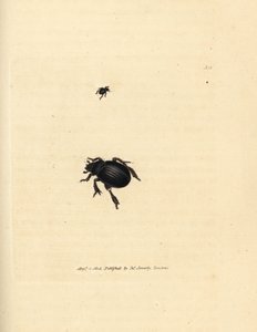 Aphodius arenarius (Scarabaeus ovalis) - James Sowerby