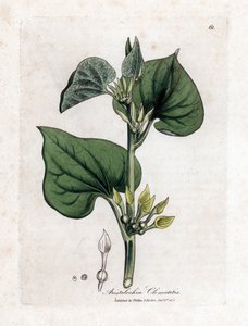 Aristoloche clématite - James Sowerby
