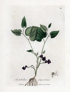Aristoloche variée - Aristolochia serpentaria. Gravure à la main d