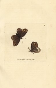 Némusienne, Erebia ligea - James Sowerby