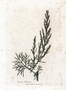 Aurone ou citronnelle ou armoise citronnelle - Southernwood, Artemisia abrotanum. Gravure à la main d