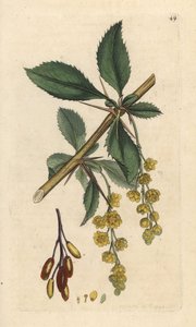 Épine-vinette, Berberis vulgaris. Gravure à la main d
