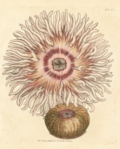 Anémone perle, Actinia equina