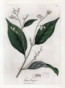 Benjoin - Benjoin, Styrax benzoin. Gravure à la main en couleur d