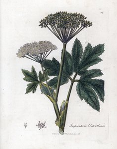 Benjoin ou impératoire - Impératoire commune, Imperatoria ostruthium - James Sowerby