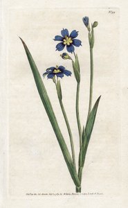 Bermudienne à feuilles étroites - James Sowerby