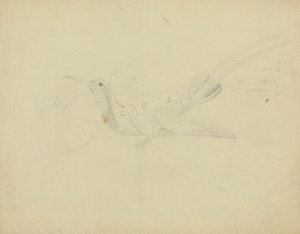 Oiseau de paradis - James Sowerby