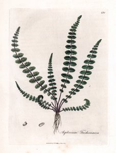 Doradilla noire ou fausse capillaire - Fougère capillaire commune, Asplenium trichomanes - James Sowerby