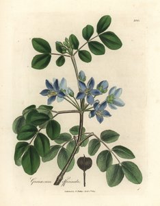 Guaiacum officinale à fleurs bleues - James Sowerby