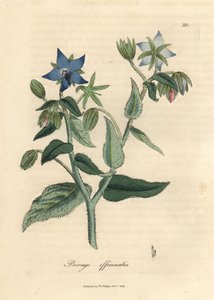 Borago officinalis - James Sowerby