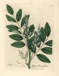 Réglisse commune à fleurs bleues, Glycyrrhiza glabra - James Sowerby
