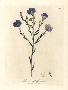 Lin à fleurs bleues, Linum usitatissimum - James Sowerby