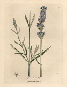 Lavande à fleurs bleues, Lavandula spica