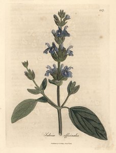 Salvia officinalis - James Sowerby