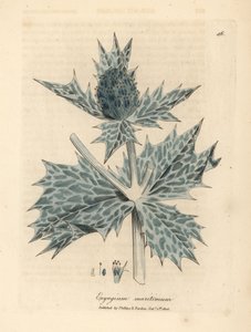 Panicaut maritime à fleurs bleues, Eryngium maritinum - James Sowerby