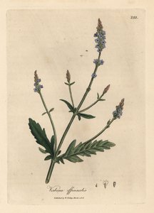 Verveine à fleurs bleues, Verbena officinalis