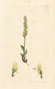 Orchidée des marais, Hammarbya paludosa. Gravure à la main d